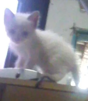 Gato raça  idade Abaixo de 2 meses nome Filhotes 