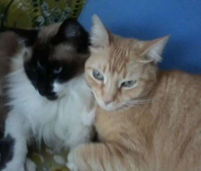 Gato ra a Siamês,Mestiças. idade 4 anos nome Oliver,Menina e Mel.