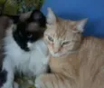 Oliver,Menina e Mel.