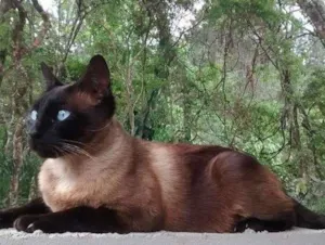 Gato raça Siamês,Mestiças. idade 4 anos nome Oliver,Menina e Mel.
