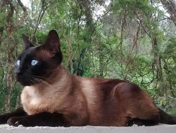 Gato ra a Siamês,Mestiças. idade 4 anos nome Oliver,Menina e Mel.