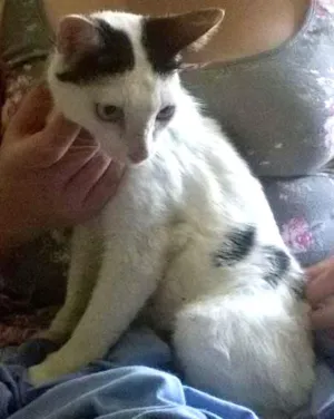 Gato raça SRD idade 7 a 11 meses nome Manchinha