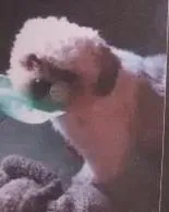 Cachorro ra a lhasa apson com poodle idade 1 ano nome billy