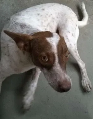 Cachorro raça SRD idade 2 anos nome Chitara