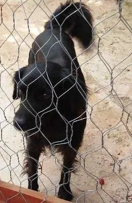 Cachorro ra a SRD idade 4 anos nome Bidu