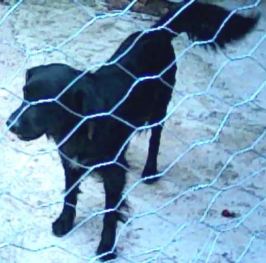 Cachorro ra a SRD idade 4 anos nome Bidu