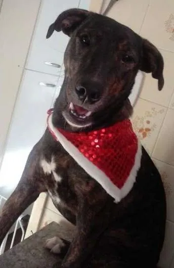 Cachorro ra a SRD idade 1 ano nome Lorena