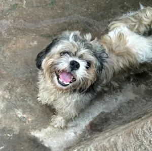 Cachorro raça Shih Tzu idade 2 anos nome Sem nome