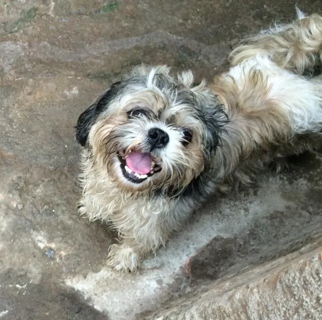 Cachorro ra a Shih Tzu idade 2 anos nome Sem nome