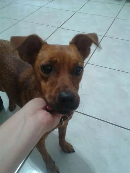 Cachorro ra a vira lata idade 7 a 11 meses nome nao tem