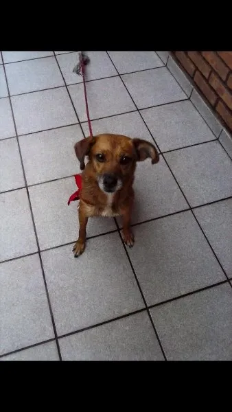 Cachorro ra a  viralata idade 2 anos nome Lala