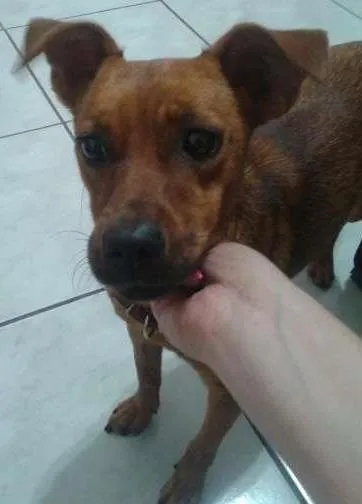 Cachorro ra a vira lata idade 7 a 11 meses nome nao tem