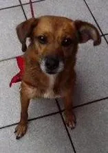 Cachorro ra a  viralata idade 2 anos nome Lala