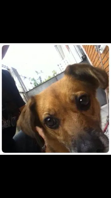 Cachorro ra a  viralata idade 2 anos nome Lala