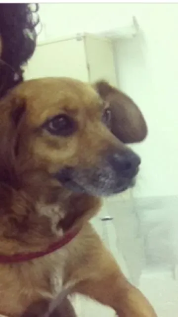 Cachorro ra a  viralata idade 2 anos nome Lala