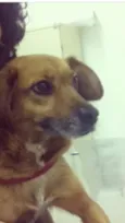 Lala