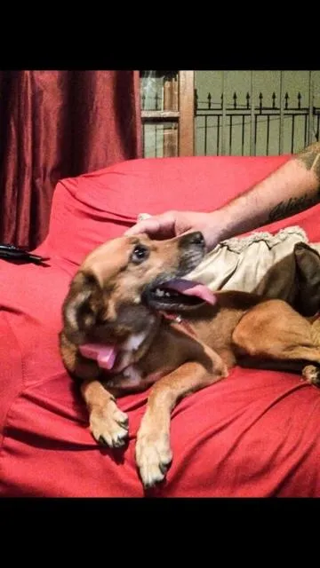 Cachorro ra a  viralata idade 2 anos nome Lala