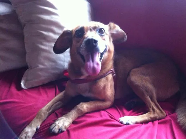 Cachorro ra a  viralata idade 2 anos nome Lala