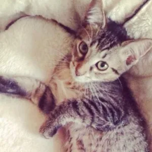 Gato raça SRD idade 2 a 6 meses nome Japonese