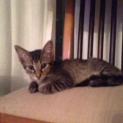 Gato ra a SRD idade 2 a 6 meses nome Japonese