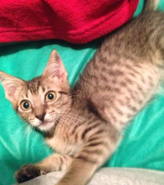 Gato ra a SRD idade 2 a 6 meses nome Lambe Lambe