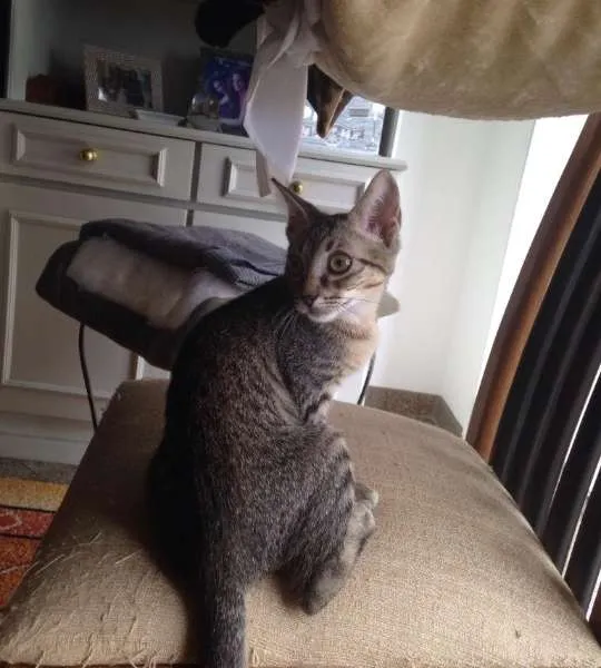 Gato ra a SRD idade 2 a 6 meses nome Lambe Lambe