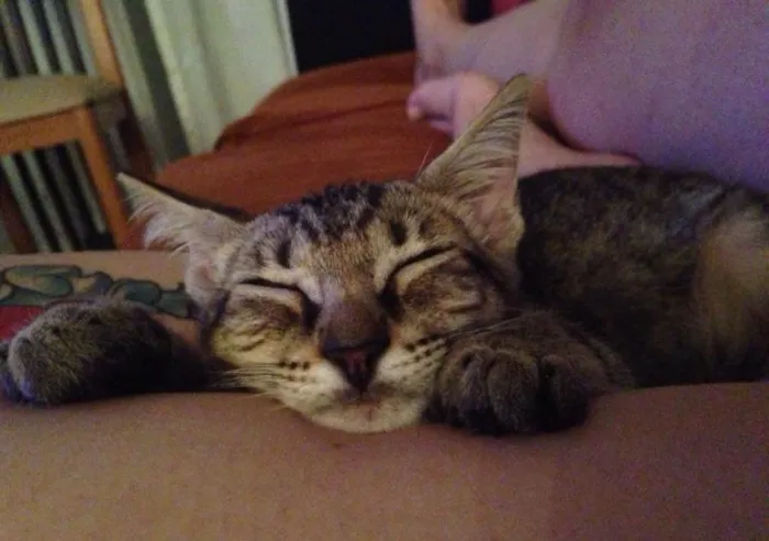 Gato ra a SRD idade 2 a 6 meses nome Lambe Lambe