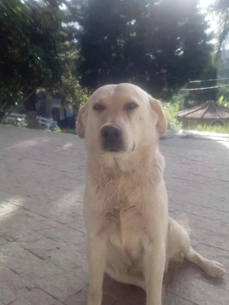 Cachorro ra a mestiços labrador idade 6 ou mais anos nome Apolo