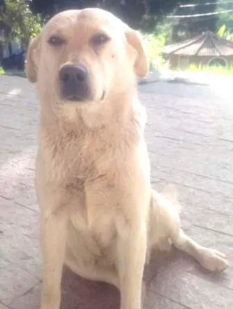 Cachorro ra a mestiços labrador idade 6 ou mais anos nome Apolo