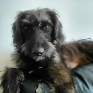 Cachorro raça SRD idade 1 ano nome Pretinha