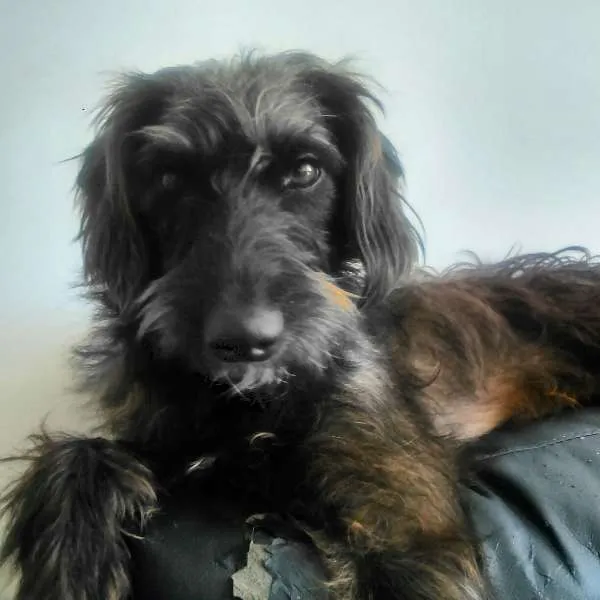 Cachorro ra a SRD idade 1 ano nome Pretinha
