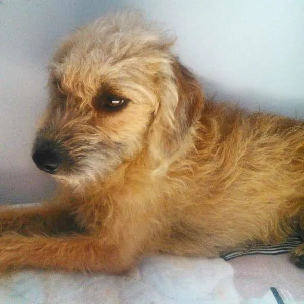 Cachorro ra a SRD idade 1 ano nome Marronzinha