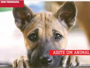 Cachorro raça Dv idade  nome Lindos animais