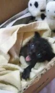 Gatinho