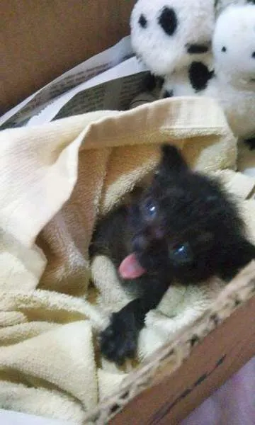 Gato ra a SRD idade  nome Gatinho