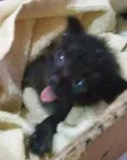 Gatinho