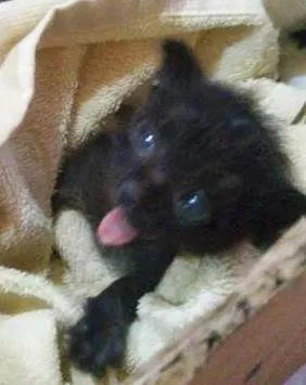 Gato raça SRD idade  nome Gatinho