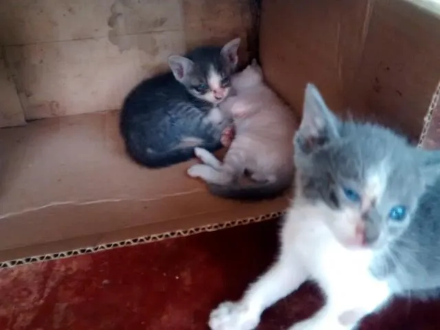Gato ra a  idade Abaixo de 2 meses nome não tem