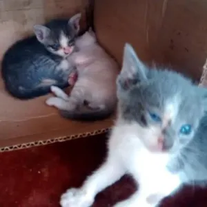 Gato raça  idade Abaixo de 2 meses nome não tem