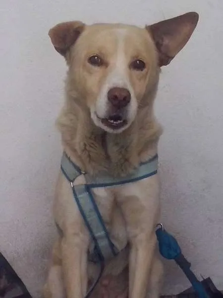 Cachorro ra a  idade 2 anos nome Akira