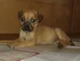Cachorro raça SRD idade Abaixo de 2 meses nome Amanda