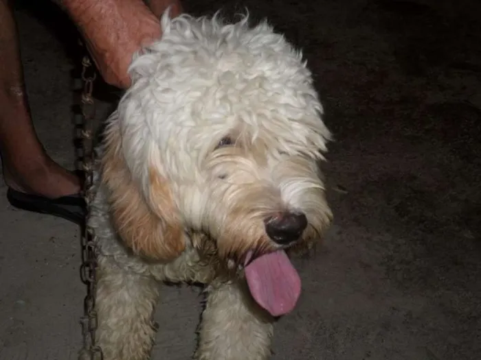 Cachorro ra a mix de poodle idade 7 a 11 meses nome Guerreiro