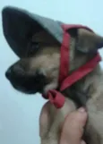 Cachorro raça SRD idade Abaixo de 2 meses nome Amanda