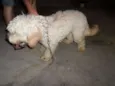 Guerreiro