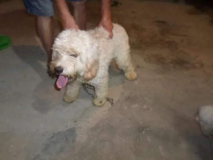 Cachorro ra a mix de poodle idade 7 a 11 meses nome Guerreiro