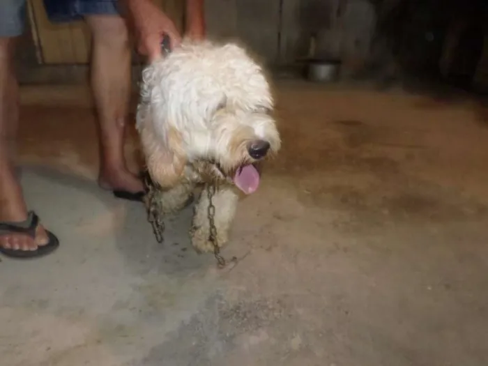 Cachorro ra a mix de poodle idade 7 a 11 meses nome Guerreiro