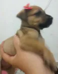 Cachorro raça SRD idade Abaixo de 2 meses nome Amanda