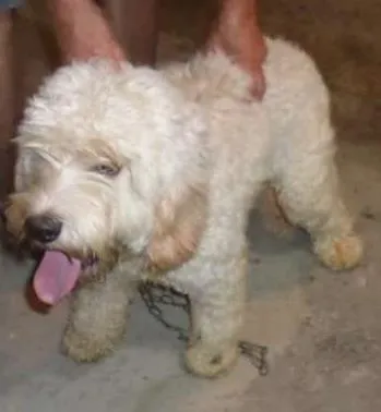Cachorro ra a mix de poodle idade 7 a 11 meses nome Guerreiro