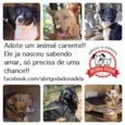 Lindos filhotes e a