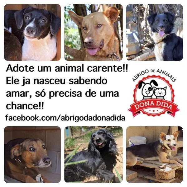 Cachorro ra a Dv idade  nome Lindos filhotes e a